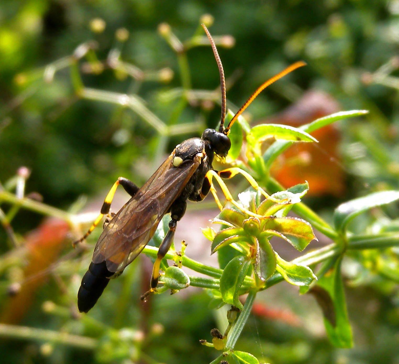 Ichneumonidae Ichneumoninae